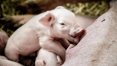Polska wprowadzi wyrywkowe kontrole mięsa z Litwy?  
