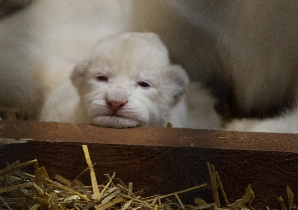 Trzy białe lwy przyszły na świat w Zoo Safari w Borysewie koło łódzkich Poddębic. To pierwsze młode 3,5-letniego Sahima i 2,5-letniej Aziry. Rodzice również mają białe umaszczenie.