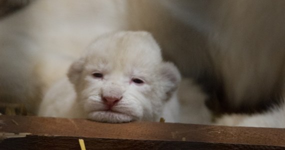 Trzy białe lwy przyszły na świat w Zoo Safari w Borysewie koło łódzkich Poddębic. To pierwsze młode 3,5-letniego Sahima i 2,5-letniej Aziry. Rodzice również mają białe umaszczenie.