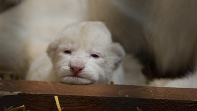 Urocze białe lwiątka urodziły się w Borysewie!