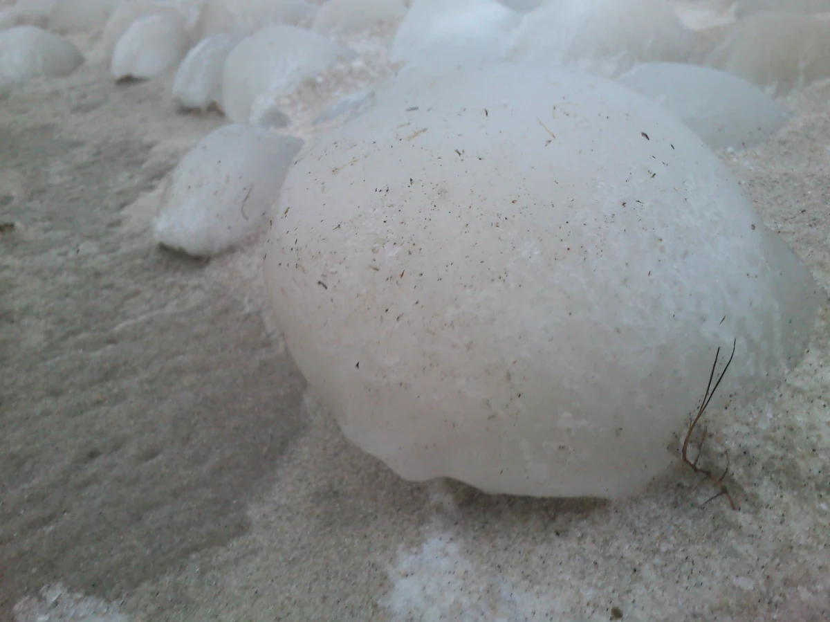 Niesamowite i niezwykle rzadkie zjawisko na brzegu Bałtyku. W Jastarni - od strony zatoki - morze utworzyło setki niewielkich lodowych kul! W Polsce czegoś takiego nie widzieli nawet naukowcy. O tym, jak powstały te „morszkulce” – bo tak nazwał je jeden z mieszkańców Jastarni – Kuba Kaługa rozmawiał z profesorem Markiem Zajączkowskim z Instytutu Oceanologii Polskiej Akademii Nauk. 