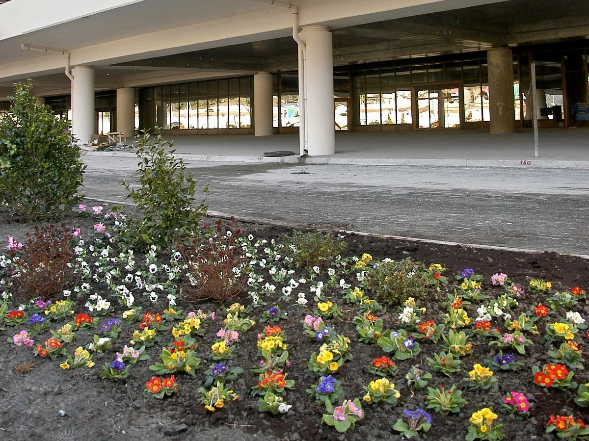 ​To będą pierwsze zimowe igrzyska olimpijskie, podczas których więcej będzie kwiatów niż śniegu. Soczi ma tonąć w kwiatach. Już teraz miasto ozdabiają klomby kwitnących tulipanów, róż, hiacyntów i bratków. Przygotowywano się do tego od wielu miesięcy. Nie żałując pieniędzy chuchano i dmuchano na rosnące w szklarniach olimpijskie kwiaty.