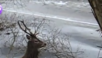 Uratowali życie jeleniom, pod którym załamał się lód 