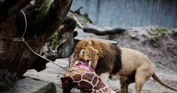 ​Nie będzie konsekwencji dla zoo w Kopenhadze, w którym zastrzelono wczoraj zdrową, niespełna dwuletnią żyrafę i rzucono na pożarcie lwom. Chodzi o to, że żyrafa o imieniu Marius nie miała dobrych genów do reprodukcji. 