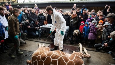 Zamiast zabić, mogli oddać żyrafę do Krakowa 