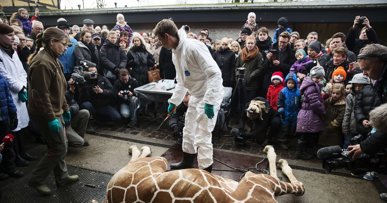 W kopenhaskim zoo na oczach dzieci poćwiartowano żyrafę