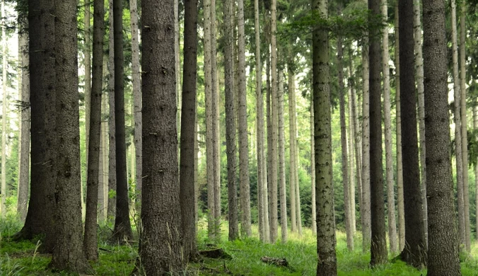 Praca więźniów. Osadzeni idą w lasy, będą je sprzątać