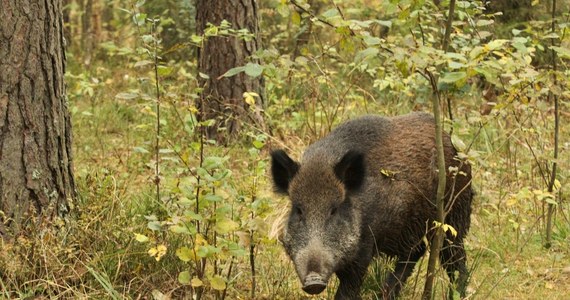 Wirusa afrykańskiego pomoru świń stwierdzono u padłego dzika znalezionego w gminie Szudziałowo na Podlasiu - poinformował resort rolnictwa. To pierwszy przypadek tej choroby w Polsce. Wirus ASF nie jest groźny dla człowieka, nie przenosi się na ludzi.