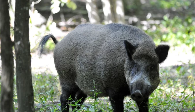Pierwszy w Polsce przypadek choroby afrykańskiego pomoru świń 