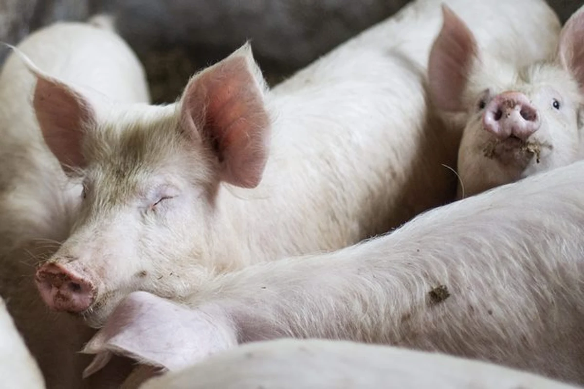 Polska i Litwa chcą od KE rekompensat dla rolników i eksporterów wieprzowiny w związku z rosyjskim embargiem na import tego mięsa z UE. Komisarz UE ds. rolnictwa nie wykluczył tej możliwości, ale zastrzegł, że wszystko będzie zależało od skali problemu.