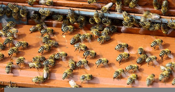 Pierwsze w tym roku obloty pszczół zaobserwowali pszczelarze na Podkarpaciu. Owady te przetrwały zimę w bardzo dobrej kondycji - poinformował prezes Wojewódzkiego Związku Pszczelarzy w Rzeszowie Roman Bartoń.
