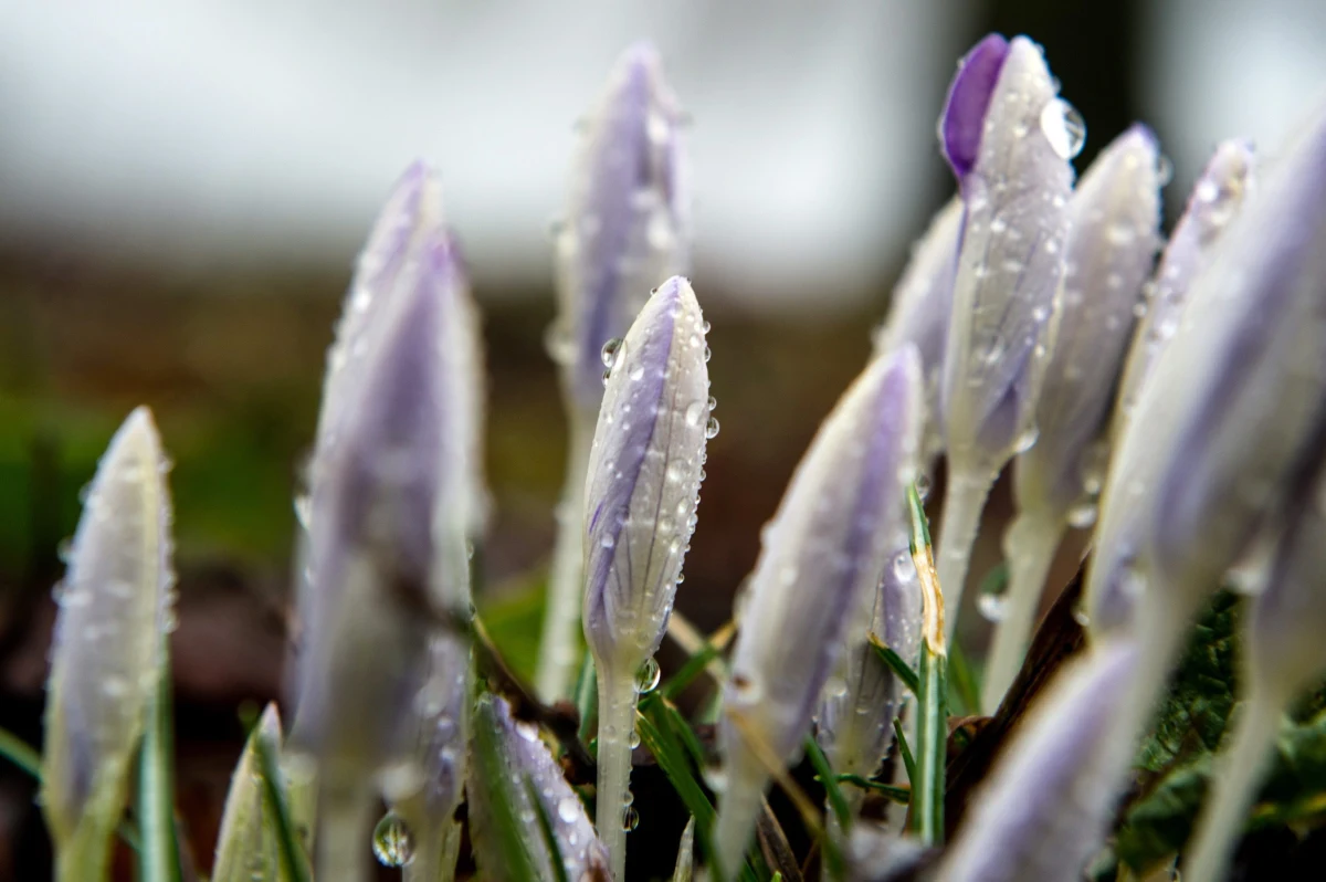 Prognozy na piątek są bardzo optymistyczne. Słońca będzie sporo, a wartości na termometrach jeszcze poszybują w górę. We Wrocławiu ma być nawet do 12 stopni Celsjusza! W sobotę aura zacznie kaprysić i nad Polskę nadciągną chmury, z których lokalnie popada deszcz. Na szczęście, będzie to tylko krótkotrwałe załamanie aury. W niedzielę nad większością regionów znowu zaświeci słońca. Początek tygodnia również zapowiada się bardzo korzystnie. Zamiast zimy zagości u nas wiosna.