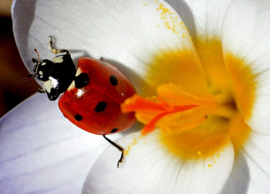 /RALF HIRSCHBERGER    /PAP/EPA