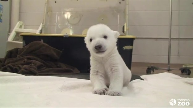 Mały polarny niedźwiedź stawia pierwsze kroki w zoo w Toronto, w którym przyszedł na świat. Zwierzę waży ponad 4 kilogramy, a imię dla niego zostanie wybrane w drodze konkursu. Macie jakieś propozycje?