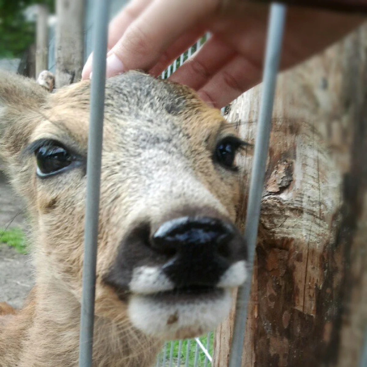 Dzikie zwierzęta w Szczecinie zostały bez opieki. Dofinansowanie stracił jedyny ośrodek zajmujący się ich leczeniem i rehabilitacją. W placówce w Wielgowie jest teraz prawie 200 zwierząt. Kończą się karma i leki.