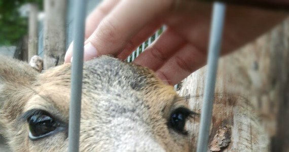 Dzikie zwierzęta w Szczecinie zostały bez opieki. Dofinansowanie stracił jedyny ośrodek zajmujący się ich leczeniem i rehabilitacją. W placówce w Wielgowie jest teraz prawie 200 zwierząt. Kończą się karma i leki.