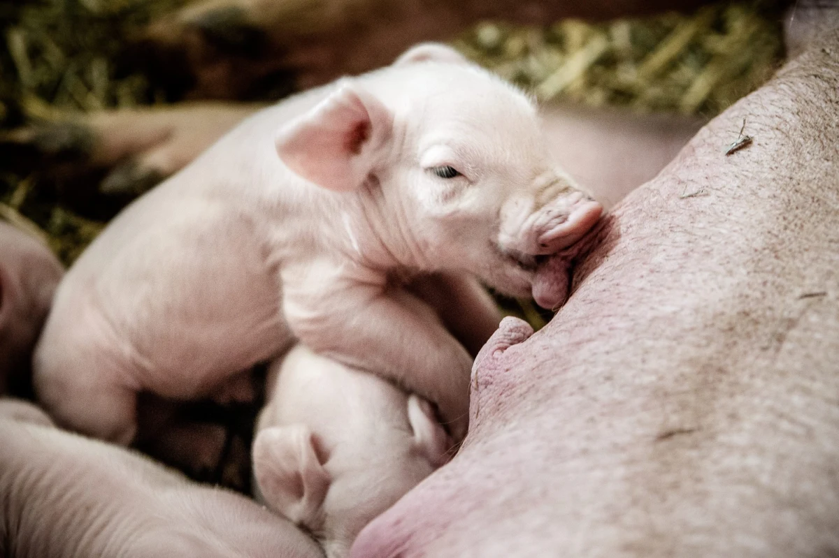 Pomoc finansowa dla rolników, jak najszybsze rozmowy z zagranicznymi odbiorcami i budowa muru na granicy z Białorusią - tego od rządu domagają się producenci trzody chlewnej. To konsekwencje wykrycia w Polsce wirusa afrykańskiego pomoru świń. 