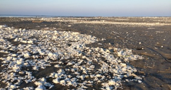 Firma, która buduje przystań żeglarską w Mechelinkach, broni się przed posądzeniami, że odpowiada za zanieczyszczenie plaż na Półwyspie Helskim. Według Urzędu Morskiego, to z jej budowy pochodzi styropian, który w ogromnych ilościach morze wyrzuciło na plażach. Wojewódzki Inspektorat Ochrony Środowiska w Gdańsku wszczął dziś kontrolę w tej sprawie.