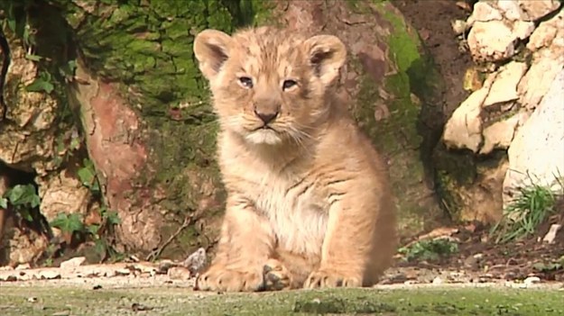 Na wybiegu pewnego francuskiego zoo zadebiutowały trzy lwy azjatyckie. A właściwie - lwiątka. Ich narodziny są szansą na odnowienie jednego z najrzadszych gatunków na świecie.