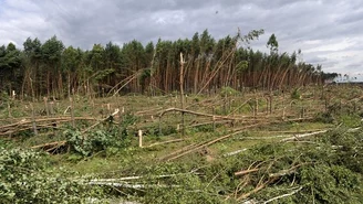 Trąba powietrzna zniszczyła ok. 400 ha lasów