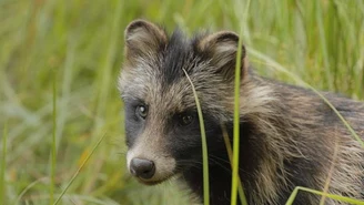 Cztery miesiące więzienia w zawieszeniu na dwa lata za zabicie kota