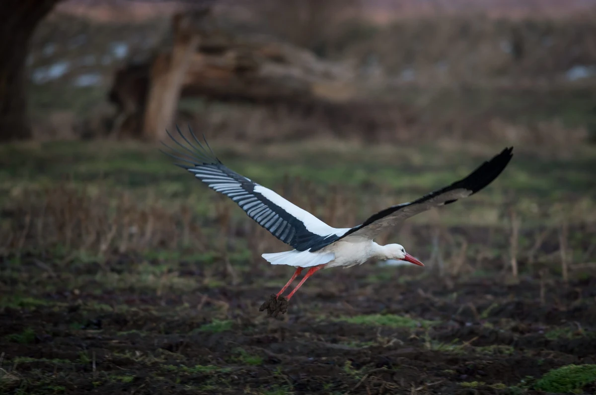 W drogę do Europy wyruszyły z Afryki bociany - powiedział przyrodnik Ireneusz Kaługa z Grupy EkoLogicznej. Także przy gniazdach i ptasich budkach lęgowych panuje coraz większy ruch.