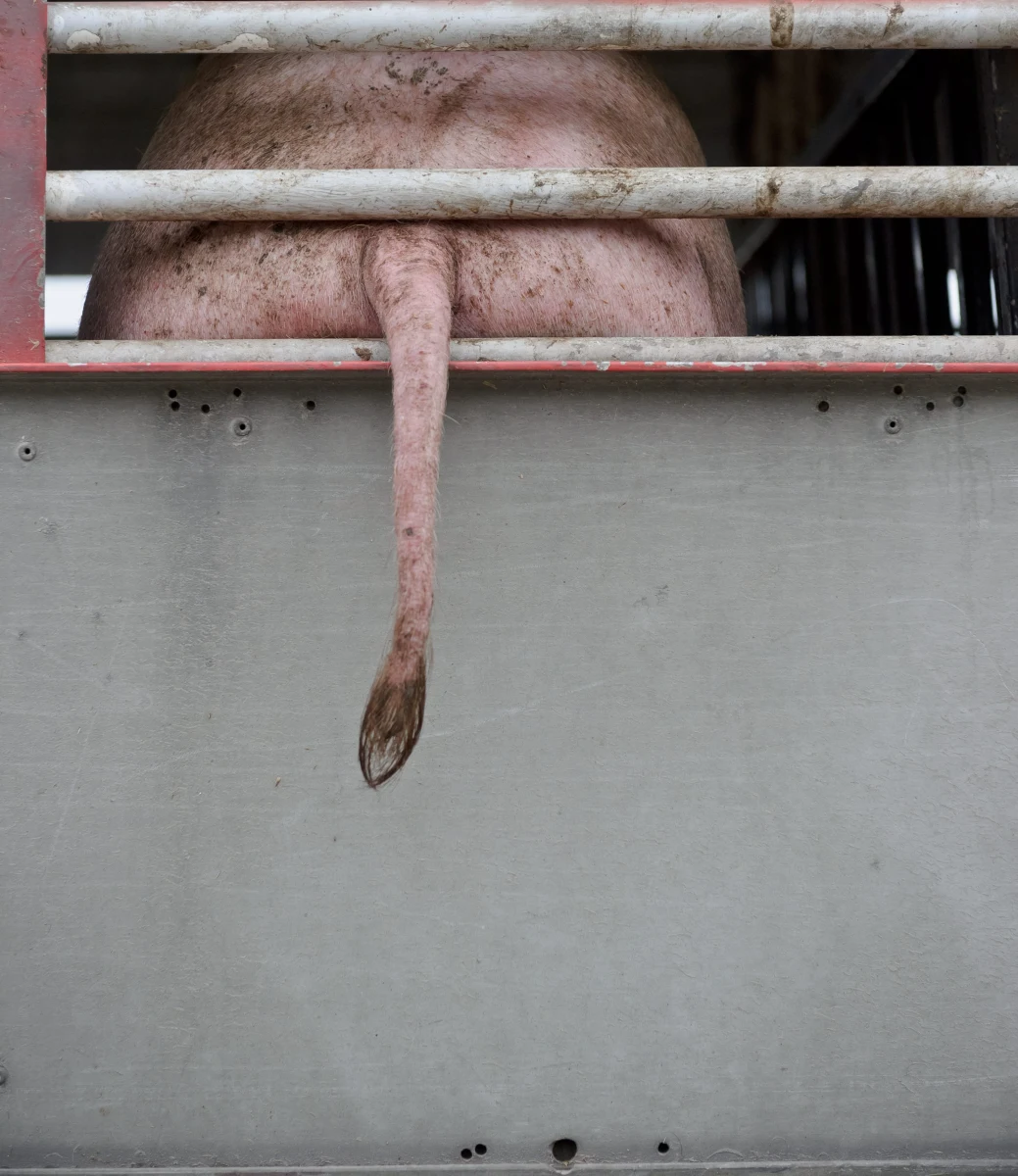 Rosja nie chce ustąpić w sprawie polskiej wieprzowiny. Fiaskiem zakończyła się wizyta polskiego ambasadora w Moskwie w rosyjskim Nadzorze Weterynaryjnym i Fitosanitarnym. Rozmowa dotyczyła wznowienia polskiego eksportu po wykryciu dwóch przypadków wirusa afrykańskiego pomoru świń u polskich dzików. 