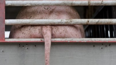 Żadnych rosyjskich ustępstw w sprawie wieprzowiny z Polski