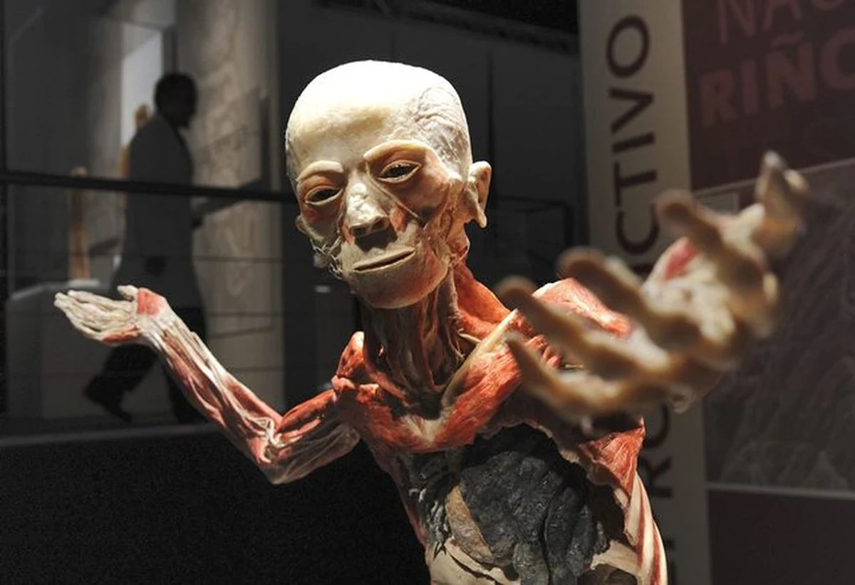 Badań DNA zwłok prezentowanych na wystawie "Bodies Revealed" domaga się stowarzyszenie Falun Dafa. Chce sprawdzić, czy nie są to ciała chińskich więźniów politycznych. Organizatorzy wystawy odpowiadają, że takie badania może przeprowadzić tylko właściciel eksponatów.