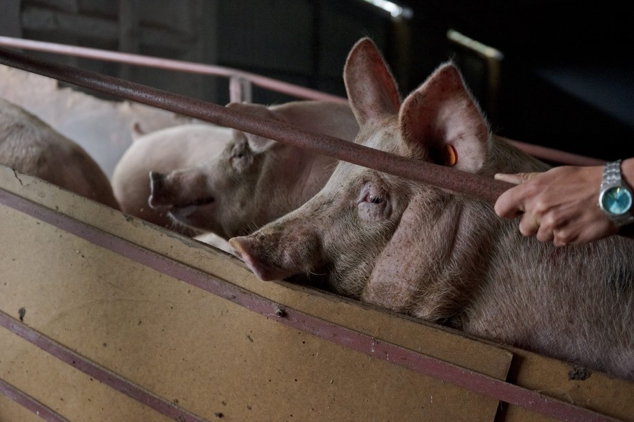 / /Wojciech Pacewicz /PAP