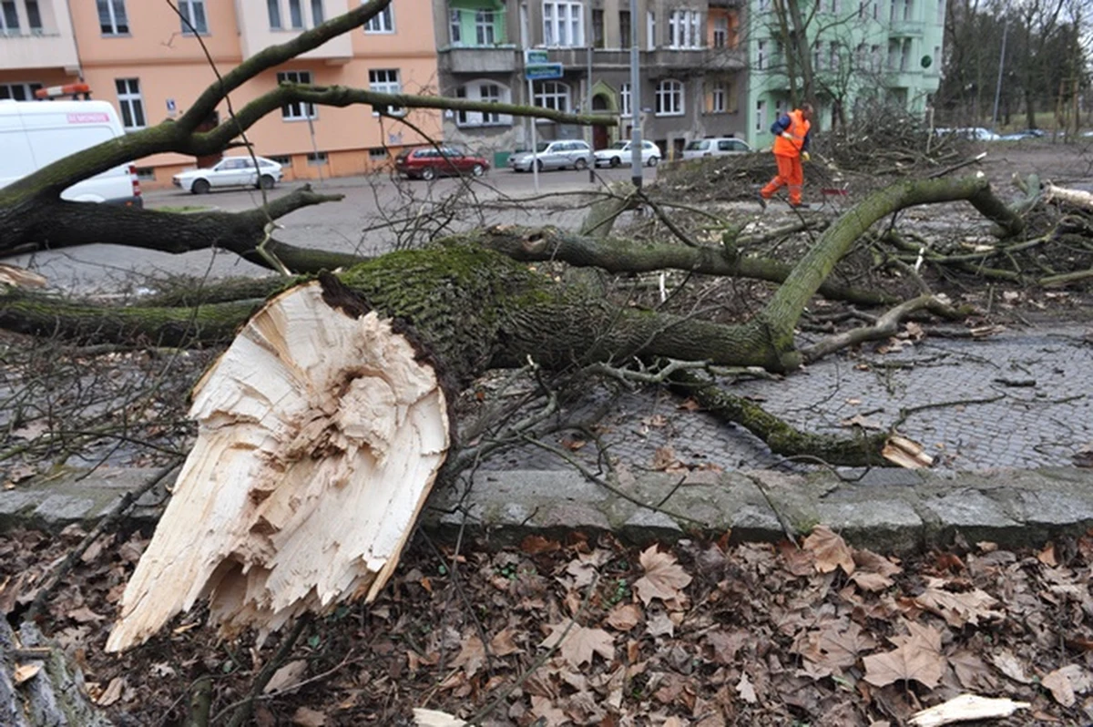 W całym kraju ok. 23 tys. odbiorców nie ma prądu - wynika z danych zebranych przez Rządowe Centrum Bezpieczeństwa. To efekt silnych wichur, które w miniony weekend przeszły przez Polskę.