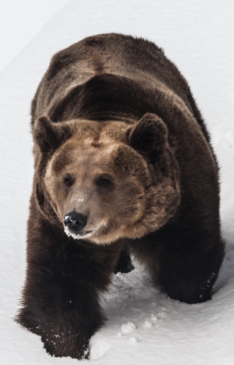 „Beskidzkie niedźwiedzie najprawdopodobniej w ogóle nie spały tej zimy, to duża rzadkość” - powiedział nadleśniczy z Ujsół w Śląskiem Józef Worek. Jego zdaniem powodem tej sytuacji jest wyjątkowo łagodna zima. 