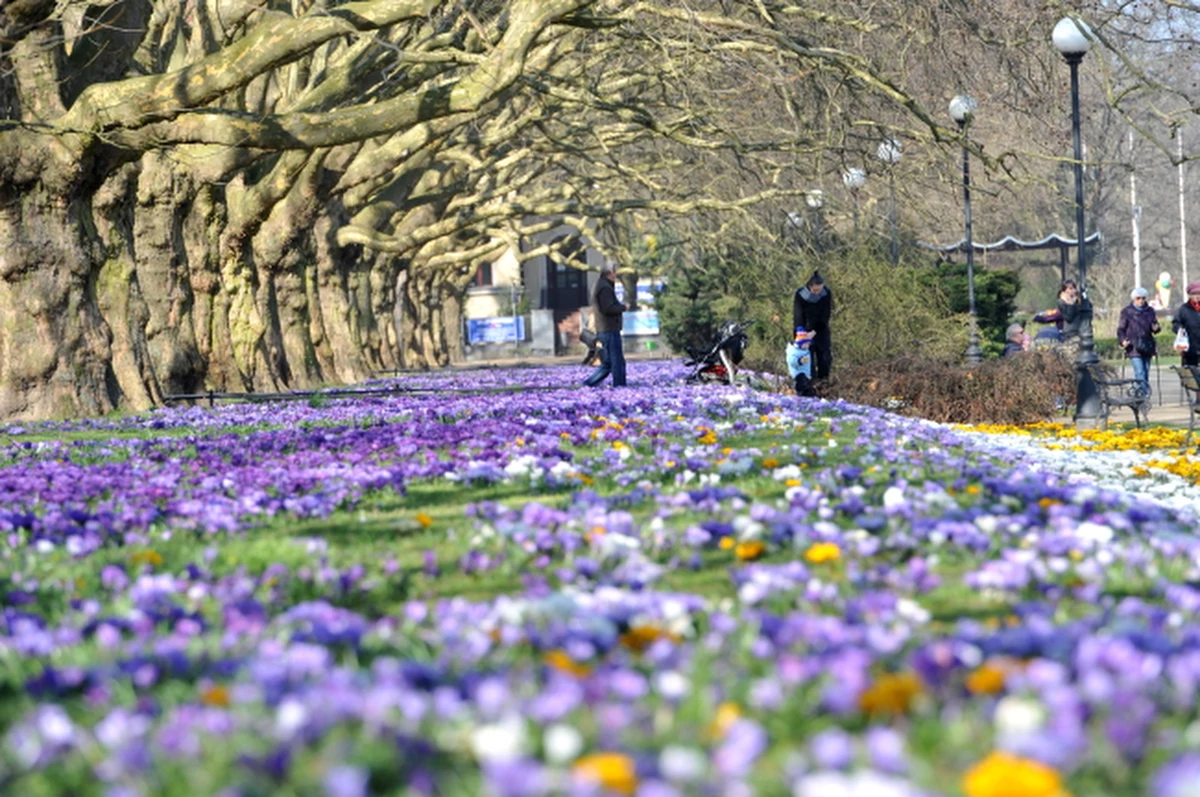 „Na wiosnę możemy różnie patrzeć. Powiedzmy, że mamy 5 rodzajów wiosny” – mówi profesor Mirosław Miętus z Katedry Meteorologii i Klimatologii Instytutu Geografii Uniwersytetu Gdańskiego. „Przeważnie pierwsza będzie wiosna meteorologiczna, bo ona jest po porostu sztywna” – tłumaczy w rozmowie z dziennikarzem RMF FM Kubą Kaługą.