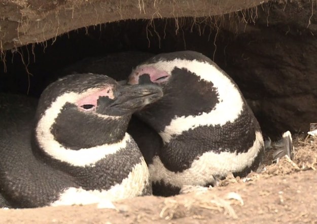 Wyspa Magdaleny u wybrzeży Chile przypadła do gustu pingwinom magellańskim, które przybywają tu, aby wydać na świat potomstwo. Te niezwykłe ptaki są monogamiczne. Z jednym partnerem mogą spędzić całe życie - nawet 25 lat! Na wyspę przybywają jednak osobno. Pierwsze zjawiają się samce. We wrześniu zaczynają naprawiać gniazda z poprzedniego sezonu. Po dwóch tygodniach dołączają do nich samice. Teraz już nic nie przeszkadza ptasim parom w korzystaniu z długiego lata, które w tym czasie przypada na półkuli południowej.