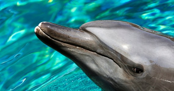 Krymskie delfiny bojowe i uchatki będą teraz służyć we Flocie Czarnomorskiej - ogłosili Rosjanie. Po aneksji Krymu uznali, że szkolone w sewastopolskim delfinarium zwierzęta są teraz ich własnością.