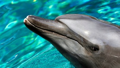 Rosjanie na Krymie przejęli nawet... bojowe delfiny