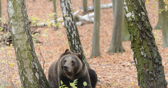 Leśnicy i weterynarze próbują uwolnić niedźwiedzia, który w Leszczawie na Podkarpaciu wpadł w zastawioną przez kłusowników pułapkę. Drapieżnik najpierw zostanie uśpiony, a później zostanie wypuszczony na wolność.