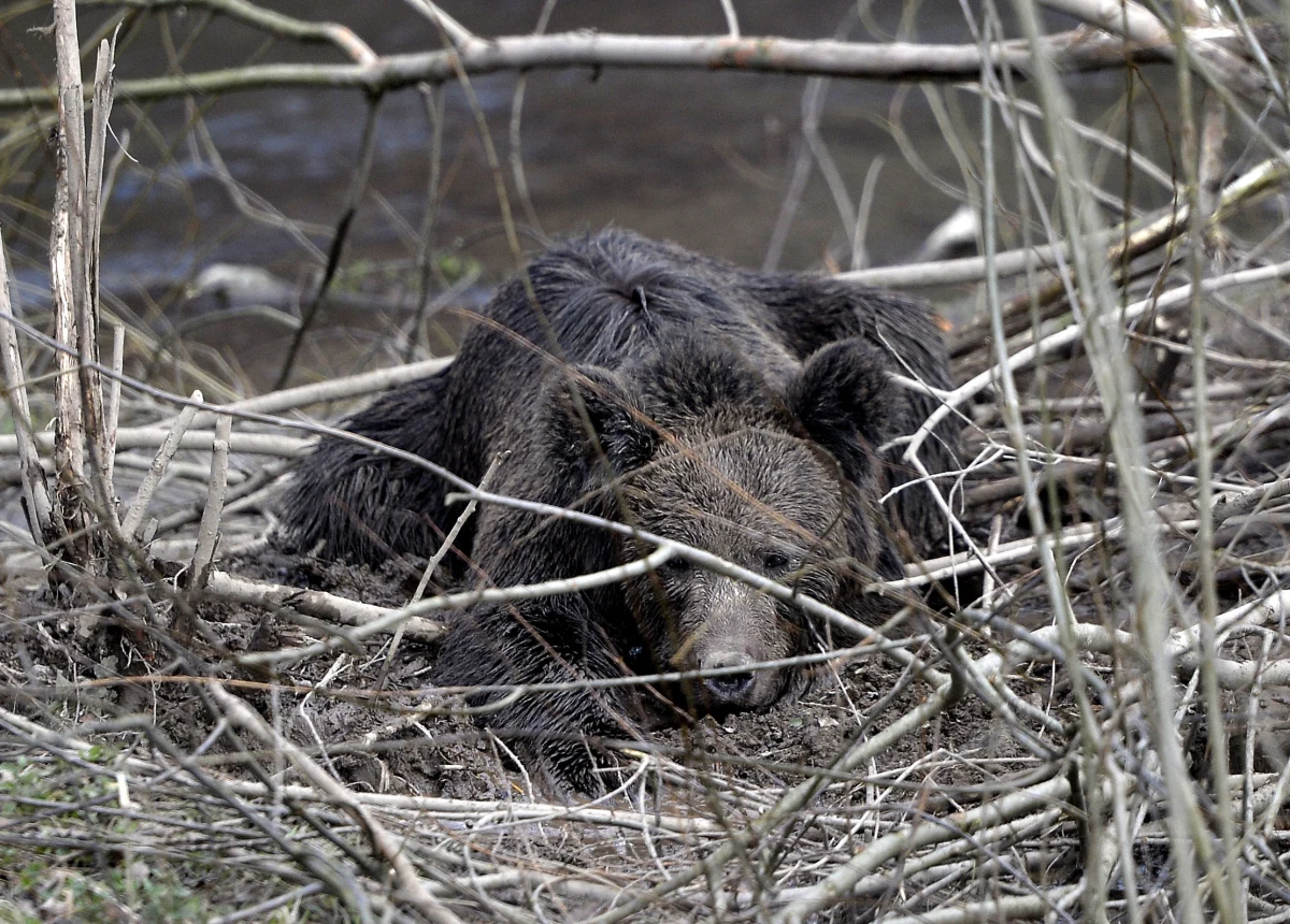 Leśnicy i weterynarze wieczorem uwolnili niedźwiedzia, który wpadł w pułapkę zastawioną przez kłusowników w Leszczewie w nadleśnictwie Bircza na Podkarpaciu. Po uśpieniu i wyswobodzeniu z sideł został wypuszczony na wolność. Akcja trwała ok. 11 godzin.