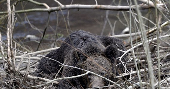 Leśnicy i weterynarze wieczorem uwolnili niedźwiedzia, który wpadł w pułapkę zastawioną przez kłusowników w Leszczewie w nadleśnictwie Bircza na Podkarpaciu. Po uśpieniu i wyswobodzeniu z sideł został wypuszczony na wolność. Akcja trwała ok. 11 godzin.