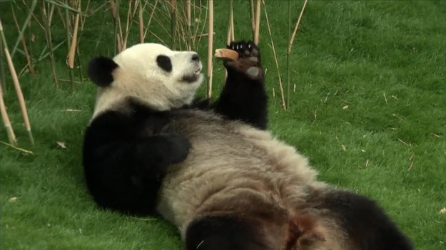 Chiński prezydent Xi Jinping razem z żoną odwiedził belgijskie zoo Pairi Daiza, w którym przebywają 2 pandy wypożyczone z Chin - samica Hao Hao oraz samiec Xing Hui. Chińskiemu przywódcy towarzyszył król Belgii Filip wraz z żoną. A co na to miśki? Chyba nie za bardzo przejęły się tymi odwiedzinami...
