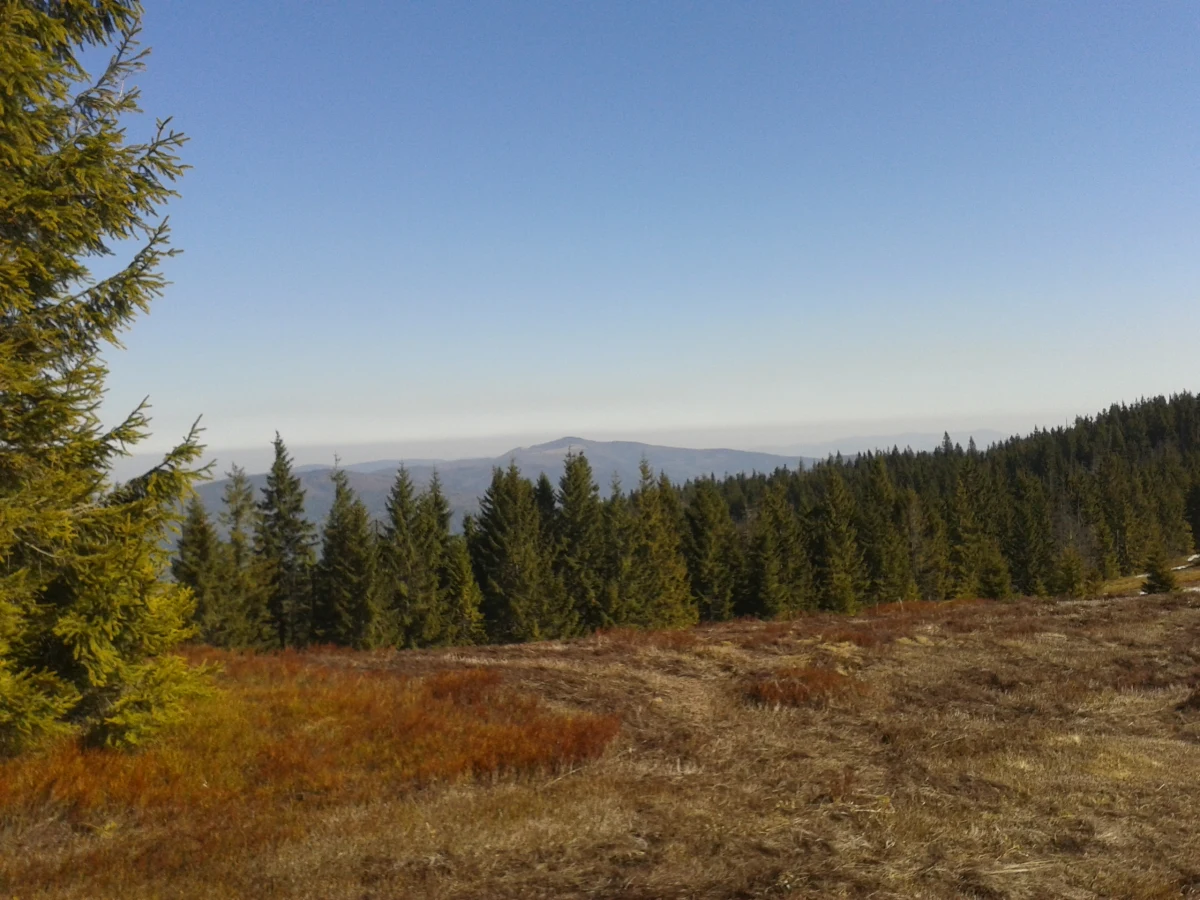 ​Szczątki narciarza odnaleziono w Dolinie Kamienicy niedaleko Turbacza w Gorcach. Na razie nie udało się potwierdzić jego tożsamości. Jak poinformował rzecznik Podhalańskiej Grupy GOPR Mariusz Zaród, najprawdopodobniej to poszukiwany od 9 lat Piotr S., profesor Akademii Górniczo-Hutniczej.