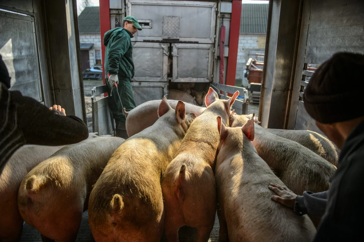 ​42,5 tysiąca sztuk tuczników skupiono z terenów objętych ograniczeniami handlowymi w związku z wykryciem w Polsce afrykańskiego pomoru świń. Za sprzedane zwierzęta rolnikom przysługują rekompensaty. Wypłaty dla hodowców są jednak uzależnione od tempa publikacji specjalnego rozporządzenia Rady Ministrów.