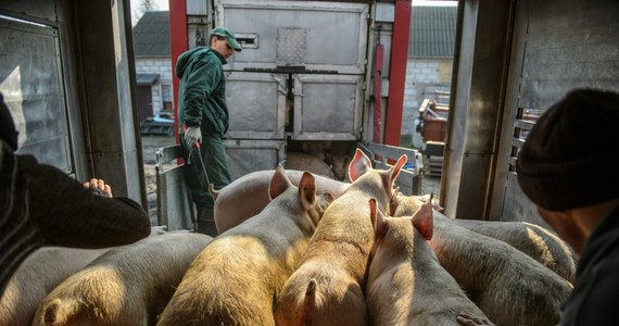 ​42,5 tysiąca sztuk tuczników skupiono z terenów objętych ograniczeniami handlowymi w związku z wykryciem w Polsce afrykańskiego pomoru świń. Za sprzedane zwierzęta rolnikom przysługują rekompensaty. Wypłaty dla hodowców są jednak uzależnione od tempa publikacji specjalnego rozporządzenia Rady Ministrów.