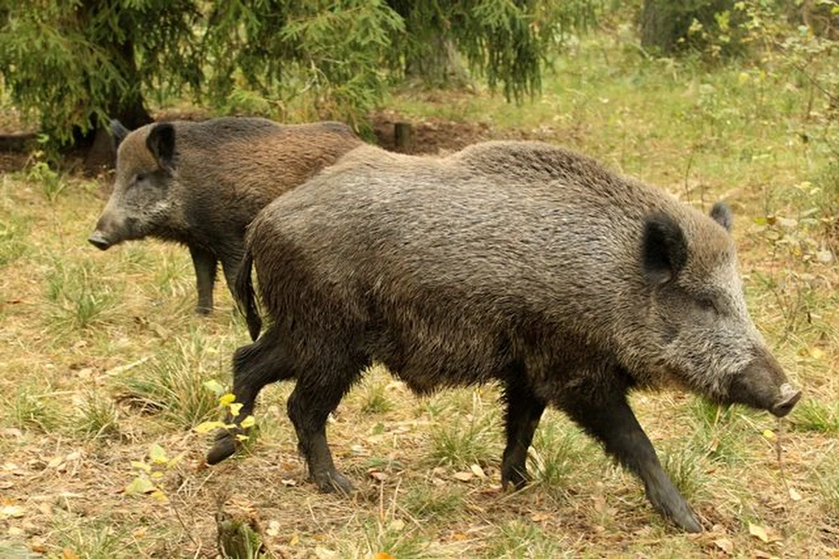 Podlaska Izba Rolnicza chce odstrzału dzików w województwie podlaskim w związku z wykrytymi w lutym przypadkami ASF u tych zwierząt. Swoje stanowisko Izba skierowała do sejmiku województwa, do którego należy podejmowanie decyzji w tej sprawie.