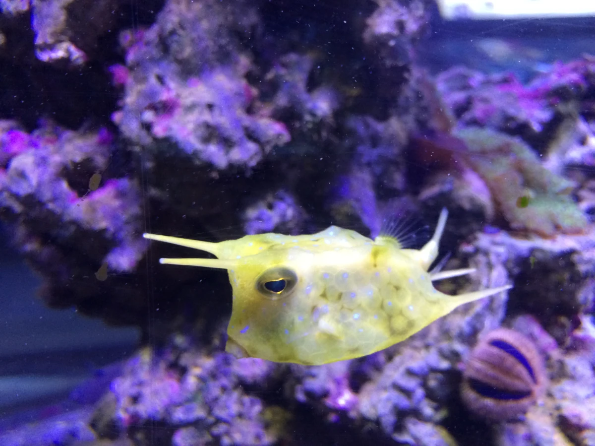 Kostera rogata, rozdymki: walentynkowa i perłowa - to jedne z nowych nabytków, które można podziwiać w Akwarium Morskiego Instytutu Rybackiego w Gdyni. Pracownicy mówią o nich, że to ryby dziwolągi. Wkrótce w Gdyni pojawi się ich więcej. 