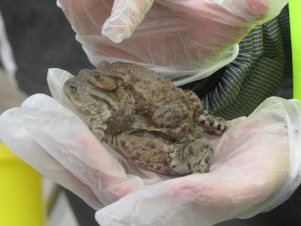 Wielkie łapanie żab ruszyło w Gdańsku. Podopieczni fundacji "Sprawni inaczej" pomagają gadom pokonywać ruchliwe ulice. Wszystko po to, żeby żaby mogły bezpiecznie dostać się do wody i tam rozpocząć gody.  