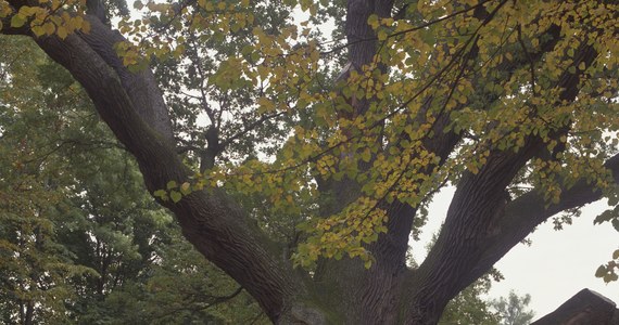 Pędy potrzebne do badań genetycznych i klonowania drzewa pobrali z ok. 700-letniego dębu Bartek, rosnącego koło Zagnańska (Świętokrzyskie), naukowcy i leśnicy. Dzięki temu jest szansa na uzyskanie sadzonek najsłynniejszego drzewa w regionie. 