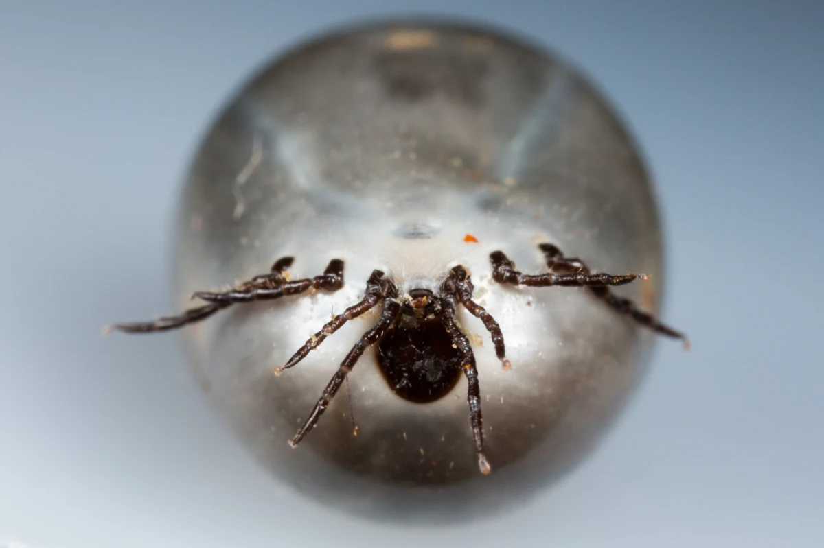 Aura sprzyja... kleszczom. Ryzyko ukąszenia przez te małe pajęczaki już teraz jest wysokie.