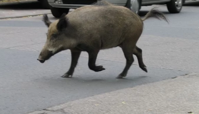 Dzik w centrum miasta. Urządził sobie kąpiel w kałuży
