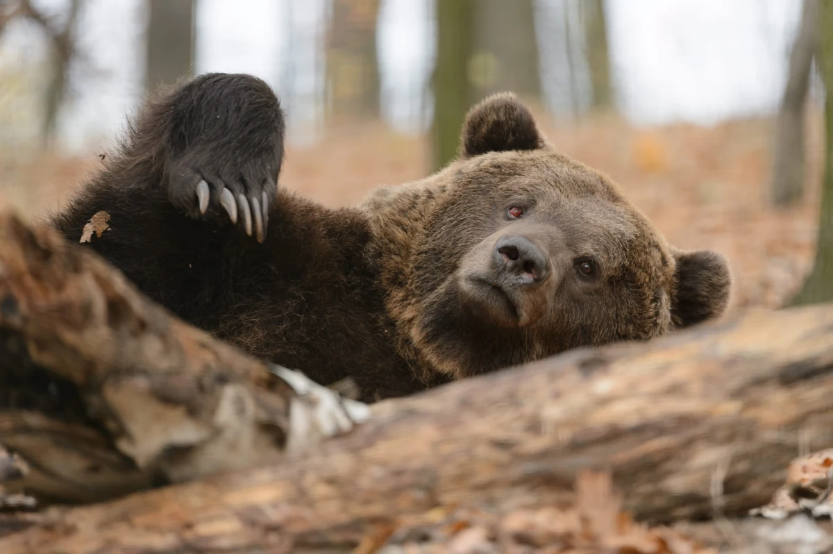 Mały niedźwiedź został zagryziony, a następnie pożarty przez niedźwiedzicę w Dolinie Bystrej w Tatrach. To pierwszy taki przypadek w Polsce. "Takie zachowanie mogło być podyktowane stresem" - uważa dyrektor krakowskiego zoo Józef Skotnicki. "Niedźwiedzica mogła również wiedzieć, że osobnik jest chory i w ten sposób dokonała naturalnej selekcji" - ocenia w rozmowie z "Dziennikiem Polskim".